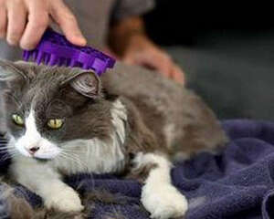 浅谈猫咪美容保健的几大要点