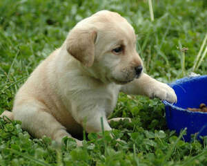 狗粮成分中脂肪的好坏鉴别