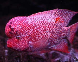 罗汉鱼的挑选秘诀