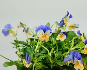 角堇怎么繁殖，怎么扦插