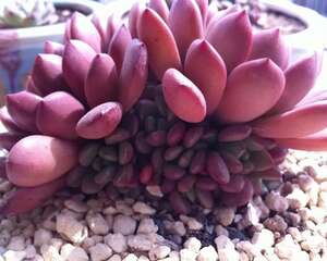 红宝石 Sedeveria pink ruby