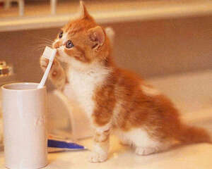 用纱布帮助猫咪刷牙的方法