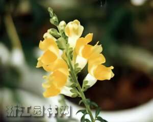 金鱼草的栽培与管理（图）