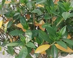 这花叶子一黄，再热也要剪光，严重还要换盆！