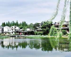 青芝坞的荷花开了