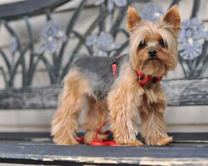 约克夏为什么要断尾