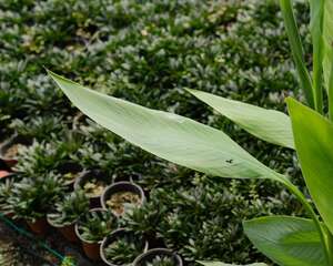 美人蕉怎么施肥