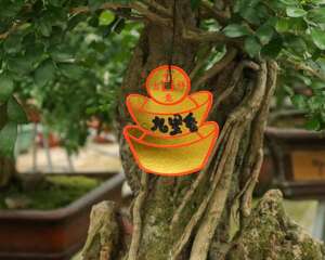 九里香叶子发黄怎么办