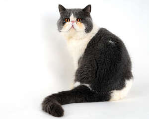 猫咪常见病的治疗和预防