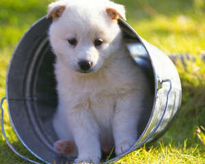 狗狗能否将叫声与体型相匹配