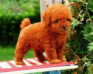 影响狗狗毛质的因素有哪些