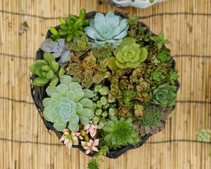 多肉植物如何播种