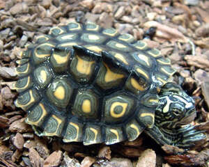 黄斑地图龟的外形特征