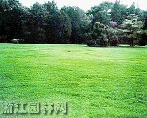 野牛草生物学特性与坪用性状改良