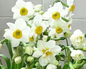 水仙花