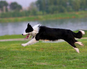 怎样增强宠物狗的食欲