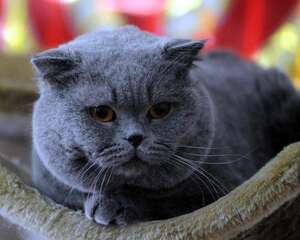 英国短毛猫该如何饲养