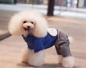 贵宾犬怎么养？贵宾犬好养吗？