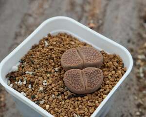 生石花徒长怎么办