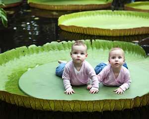 巨大王莲托起两幼儿