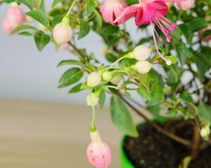 倒挂金钟什么时候播种，怎么催芽