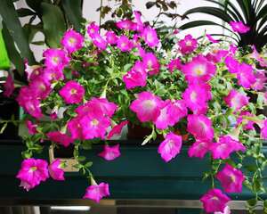 春天养花就选它，花期长、花量大，爆满小阳台！