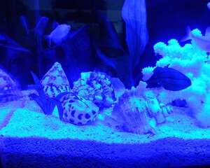 水族箱照明灯的作用