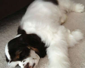 狗狗处方粮的作用