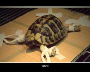 宠物龟能做X光吗？