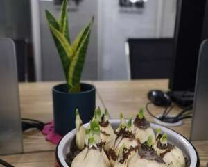 水仙花怎么用土养