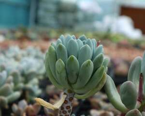 多肉植物怎么晒太阳