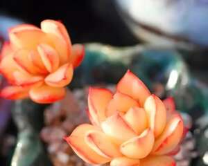 一月份多肉植物种植提示：以防寒保温和增加光照为主