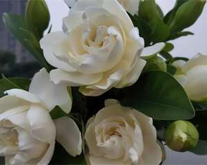 18种难养花，养一盆死一盆的原因找到了！（干货满满，建议收藏）！