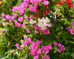 三角梅嫁接后怎么养护