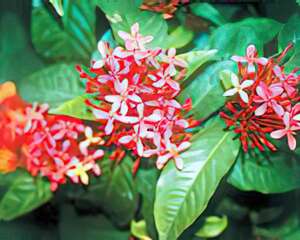 仙丹花的栽种培养与管理（图）