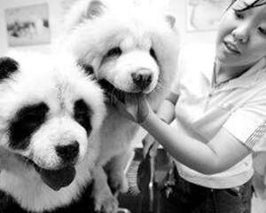 狗狗染毛的注意要点