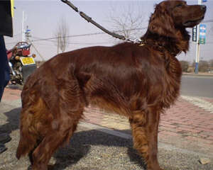 爱尔兰雪达犬的性格特点