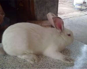兔兔维生素B6缺乏症