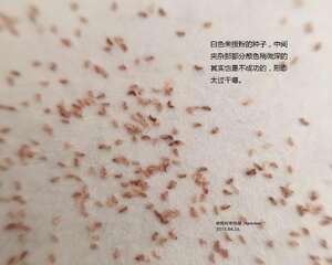 如何用肉眼辨别多肉植物种子的优劣好坏