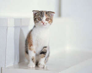 猫咪打呼噜的声音大该怎么办?