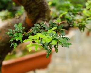 榆树盆景怎么养造型，黄叶怎么办