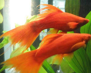 剑尾鱼饲养方法