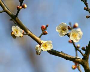 梅花叶子发黄怎么办
