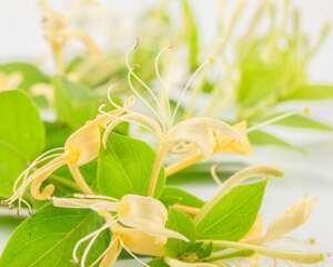 金银花孕妇可以喝吗，孕妇可以喝金银花吗