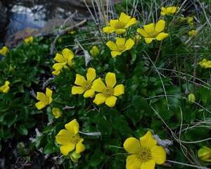 花葶驴蹄草图片