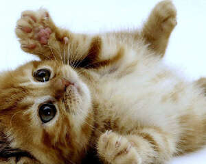 清除猫咪跳蚤的方法