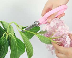 绣球花水养注意事项