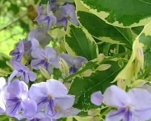 花叶假连翘图片