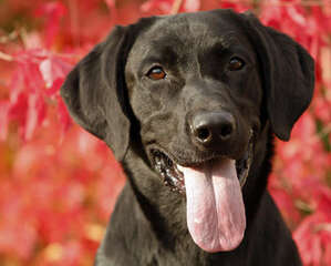 宠物食品能帮助提高宠物免疫力