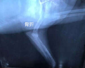 犬前腿、下颌骨骨折及常见的治疗方法